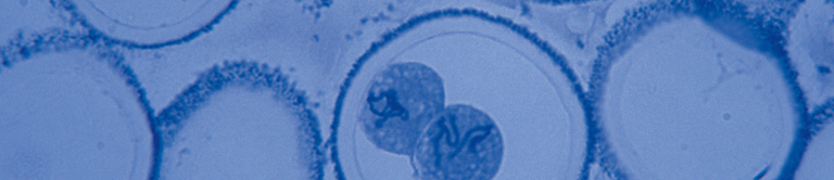 image of mitosis