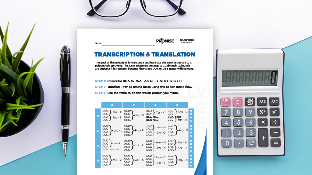 Transcription And Translation Practice Printable Sanford PROMISE